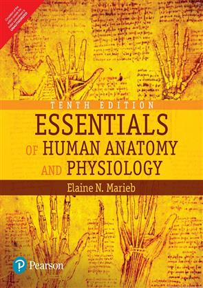 Essentials of human anatomy and physiology 7th edition - gilitcandy